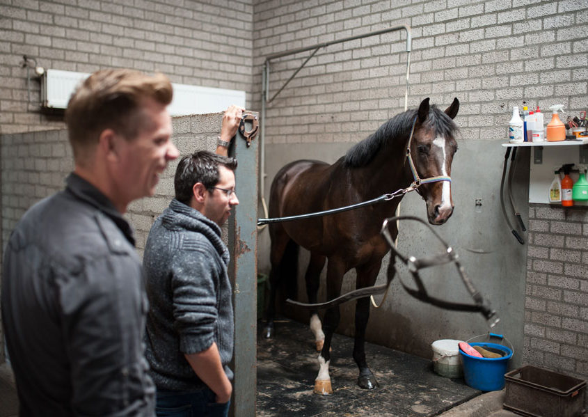 Paarden vervoeren