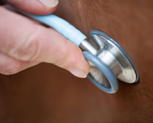 Gezondheidscertificaat paardentransport